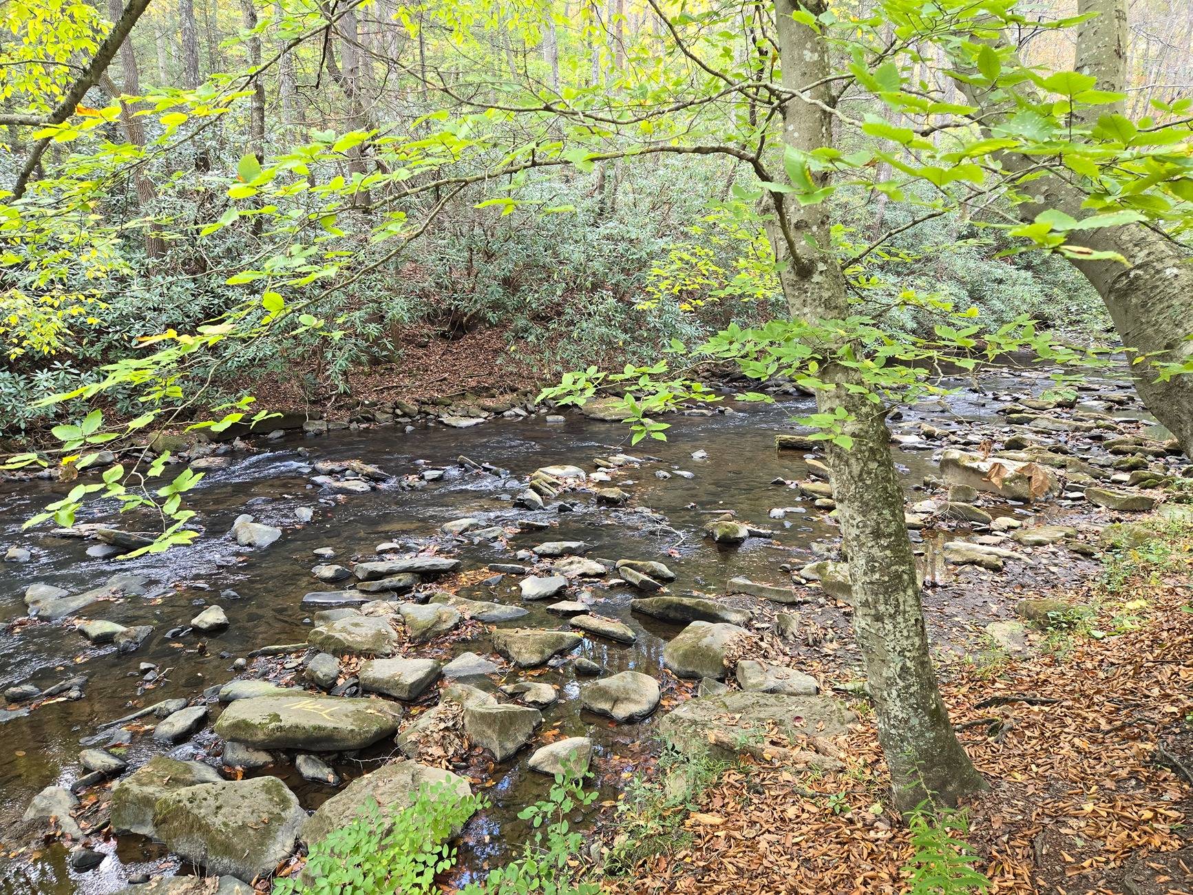 11th Gen Honda Civic What did you do to your FL5 today? 1000002317