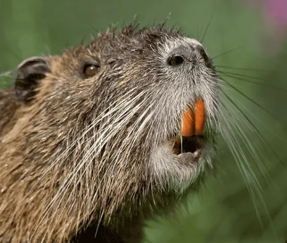 11th Gen Honda Civic What did you pay for your FL5? Captur