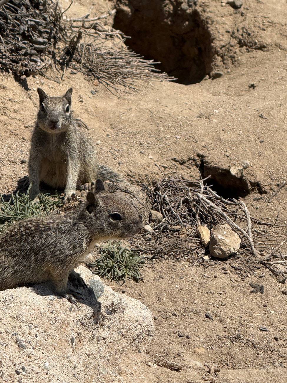 11th Gen Honda Civic What did you do to your FL5 today? IMG_1433