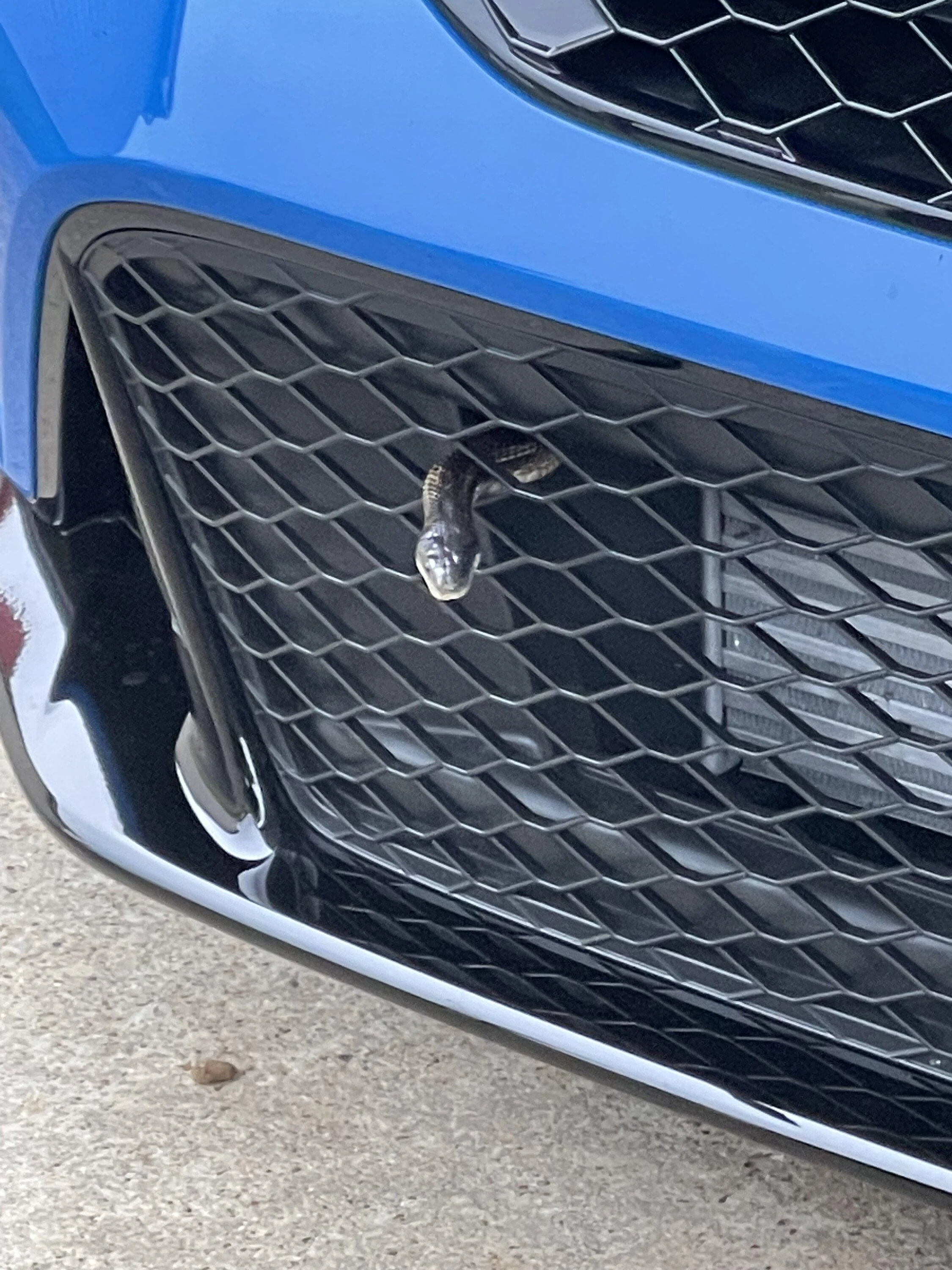 11th Gen Honda Civic What did you do to your FL5 today? IMG_3814