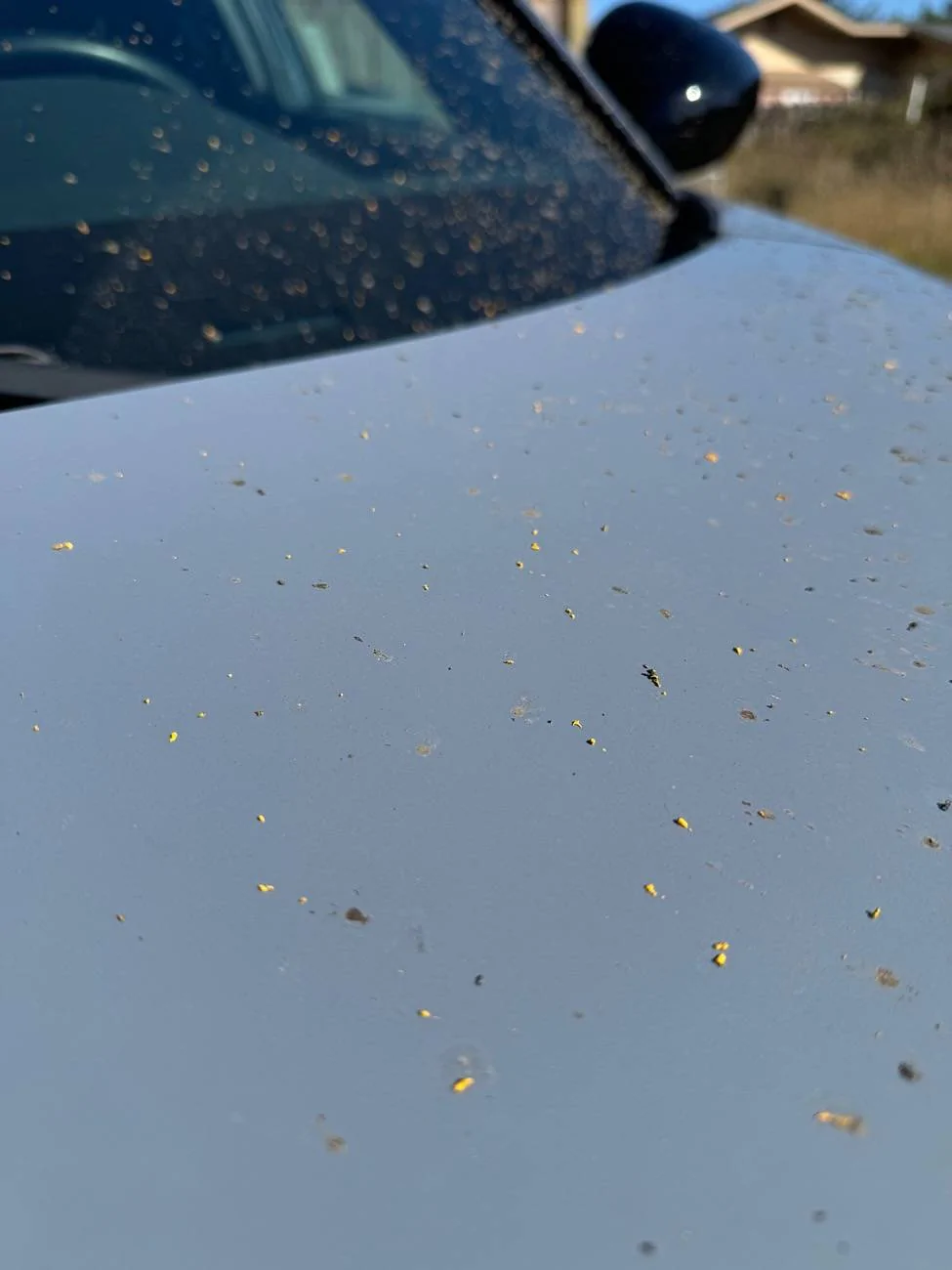 11th Gen Honda Civic Car transport delivered the car damaged IMG_8478