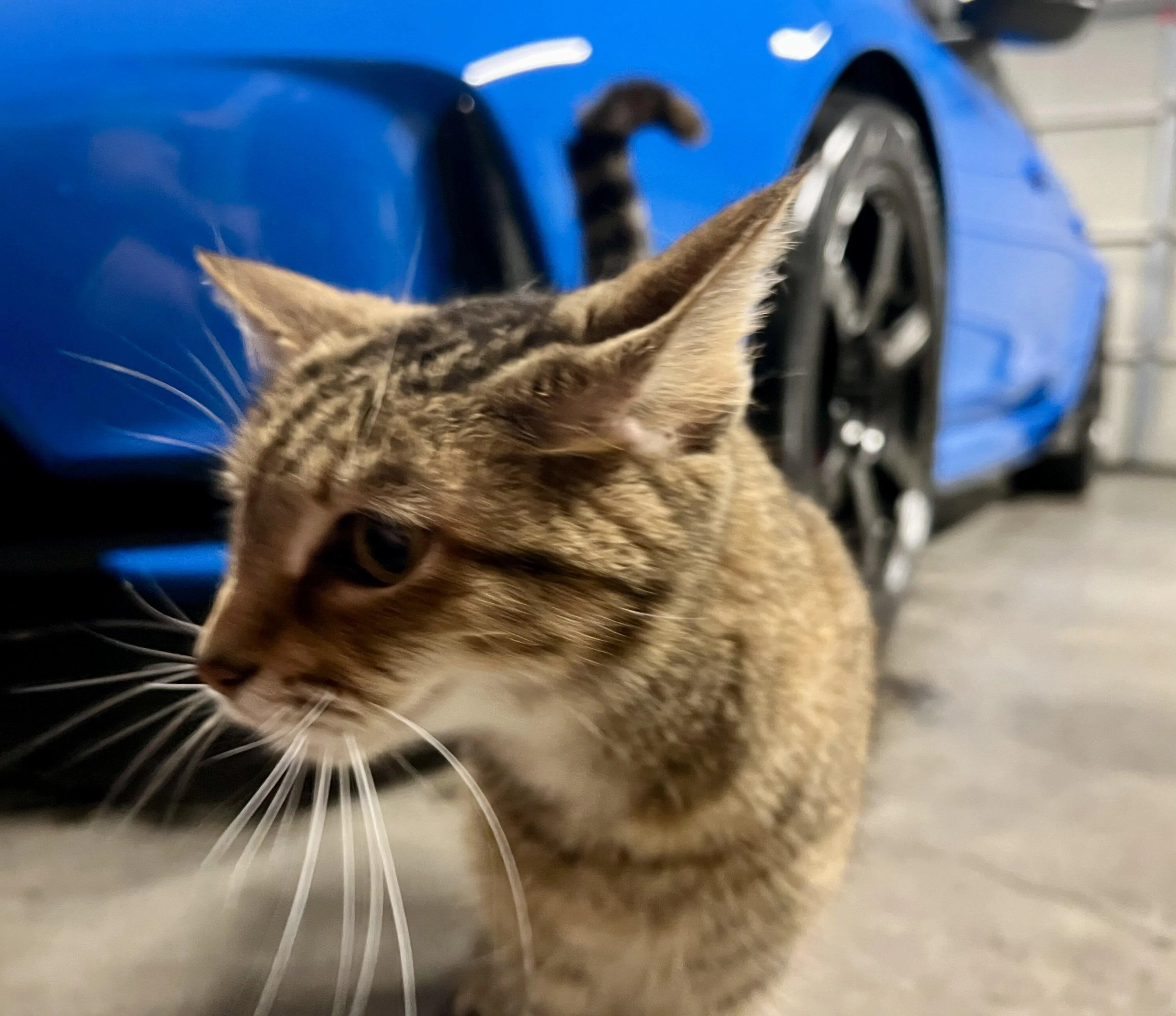 11th Gen Honda Civic Rchive- An FL5 ownership journal IMG_9043